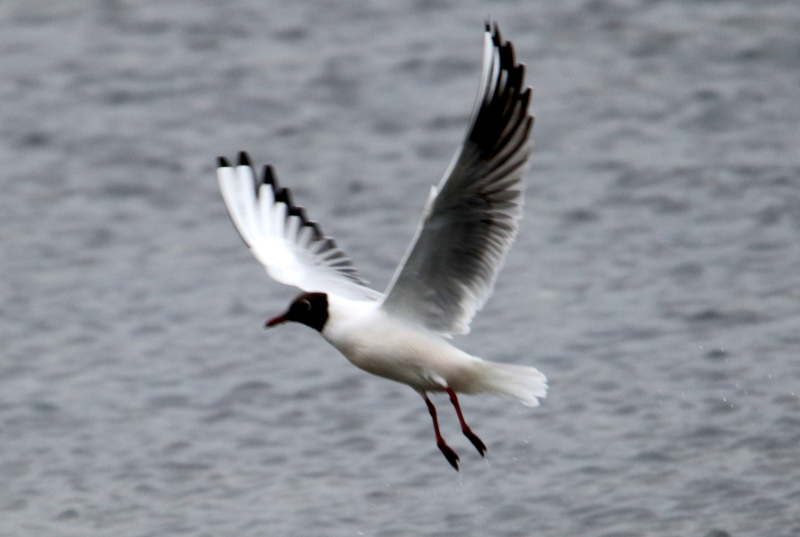 f:id:digibirds:20150403233650j:image f:id:digibirds:20150403233650j:image