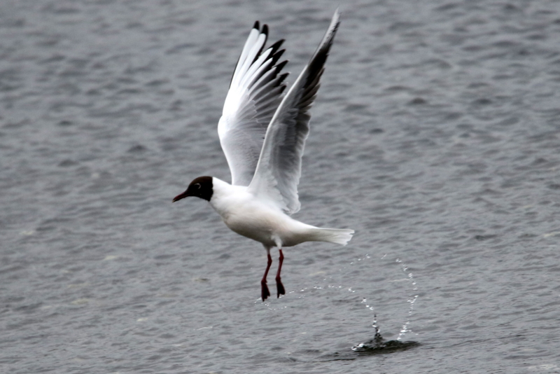 f:id:digibirds:20150403233700j:image f:id:digibirds:20150403233700j:image