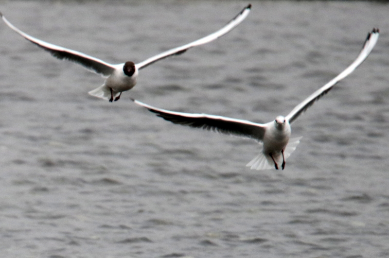 f:id:digibirds:20150403235101j:image f:id:digibirds:20150403235101j:image