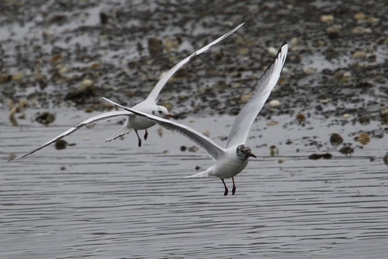 f:id:digibirds:20150403235812j:image f:id:digibirds:20150403235812j:image