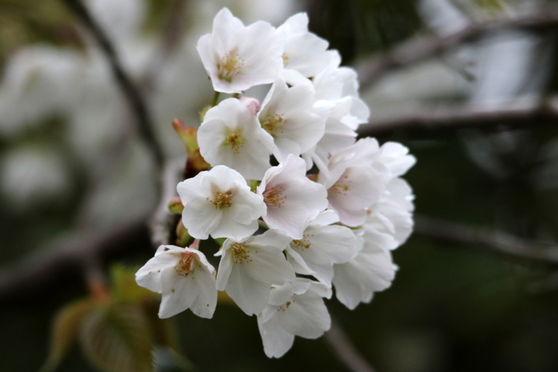 f:id:digibirds:20150404103436j:image