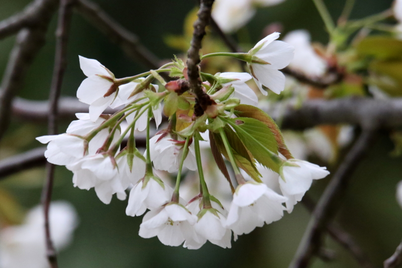 f:id:digibirds:20150404103502j:image