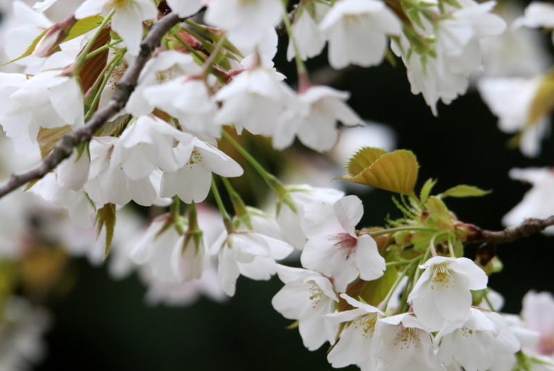 f:id:digibirds:20150404103519j:image