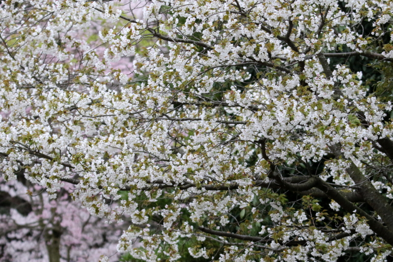 f:id:digibirds:20150404103545j:image