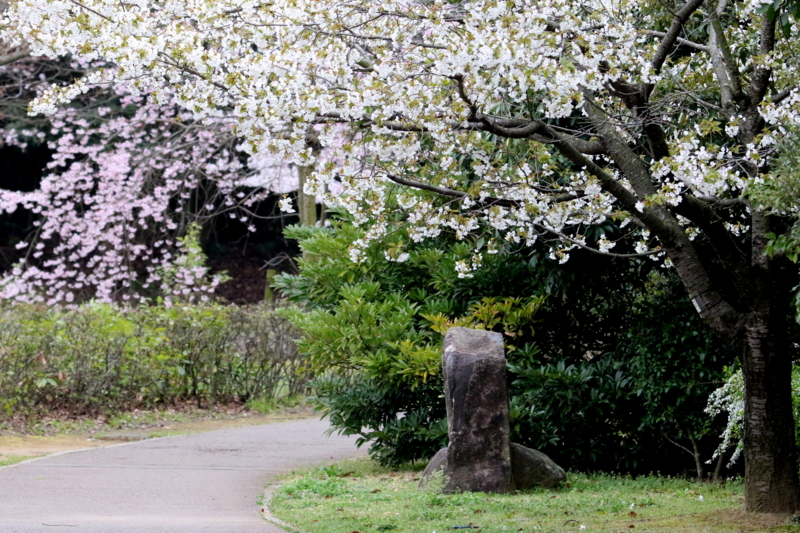 f:id:digibirds:20150404103612j:image