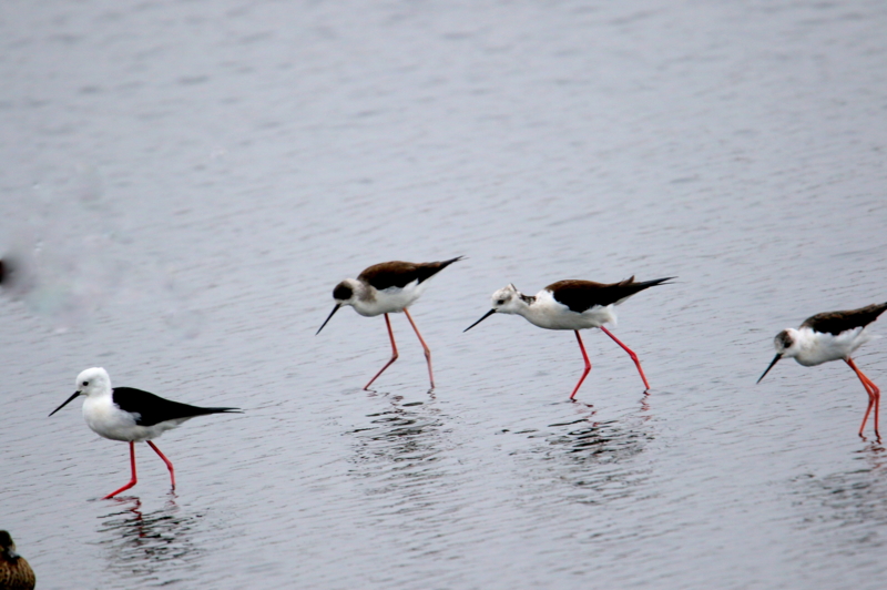 f:id:digibirds:20150405180156j:image f:id:digibirds:20150405180156j:image