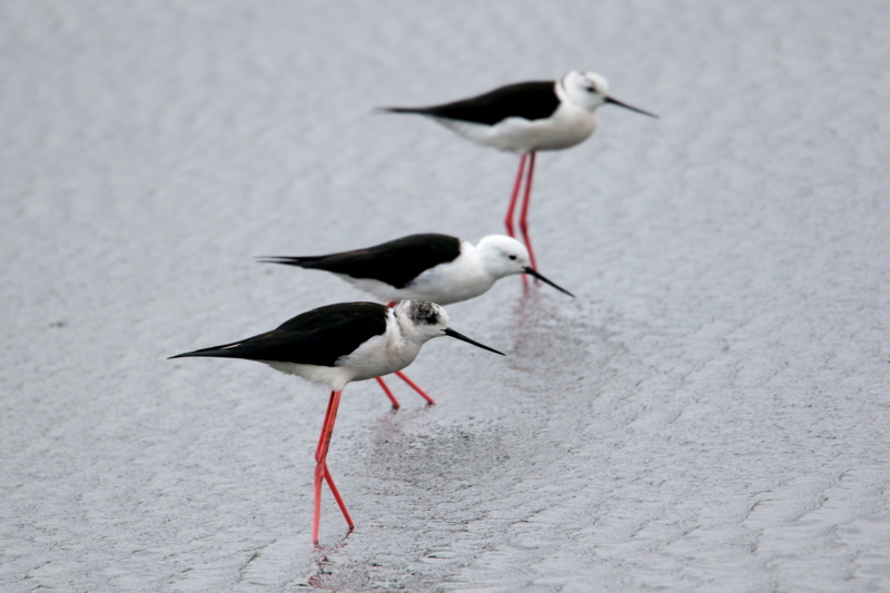 f:id:digibirds:20150405180335j:image f:id:digibirds:20150405180335j:image