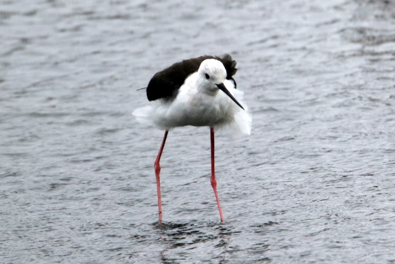 f:id:digibirds:20150405181731j:image f:id:digibirds:20150405181731j:image