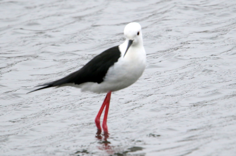 f:id:digibirds:20150405181743j:image f:id:digibirds:20150405181743j:image