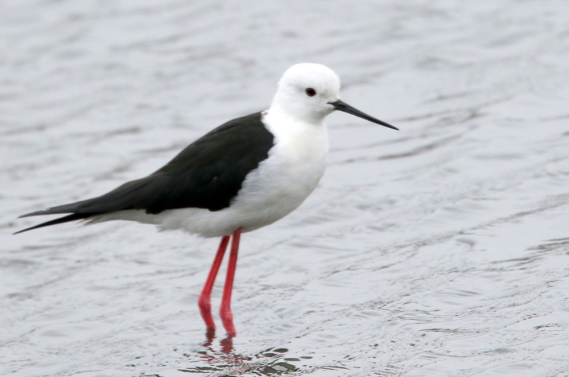 f:id:digibirds:20150405181751j:image f:id:digibirds:20150405181751j:image