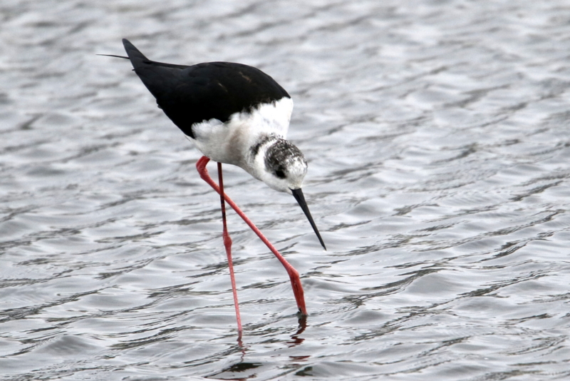 f:id:digibirds:20150405181800j:image f:id:digibirds:20150405181800j:image