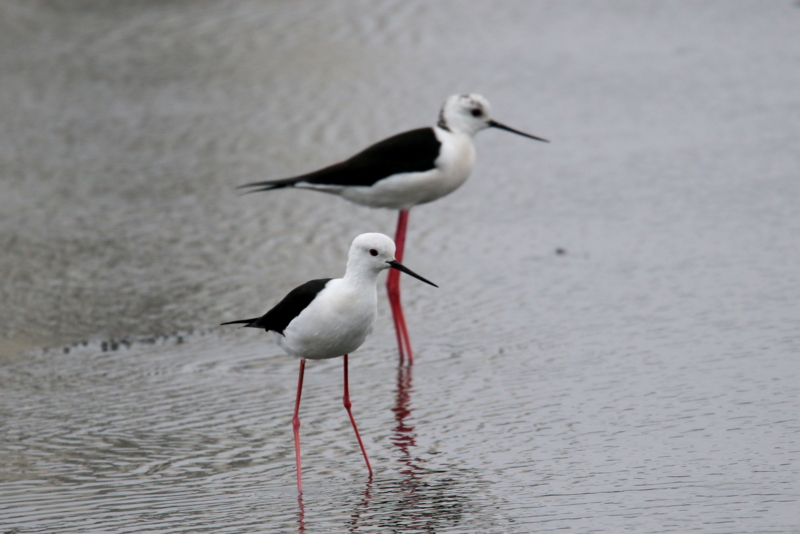 f:id:digibirds:20150405181818j:image f:id:digibirds:20150405181818j:image