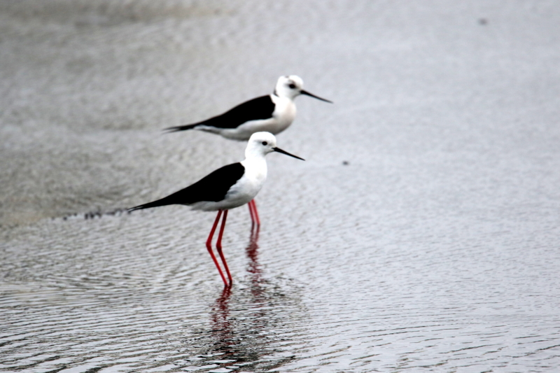 f:id:digibirds:20150405181840j:image f:id:digibirds:20150405181840j:image