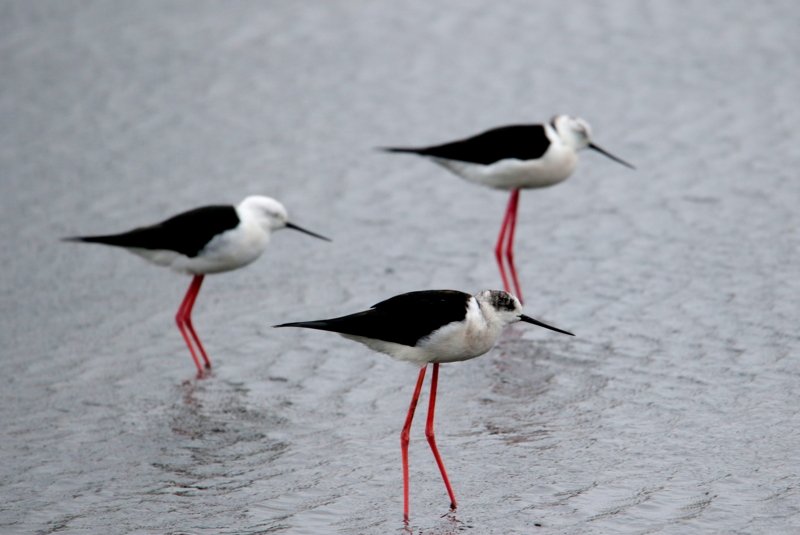 f:id:digibirds:20150405181911j:image f:id:digibirds:20150405181911j:image