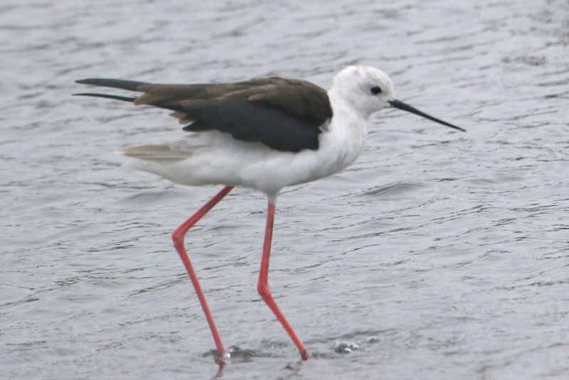f:id:digibirds:20150405182206j:image f:id:digibirds:20150405182206j:image