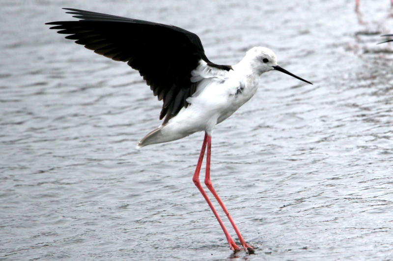f:id:digibirds:20150405182214j:image f:id:digibirds:20150405182214j:image