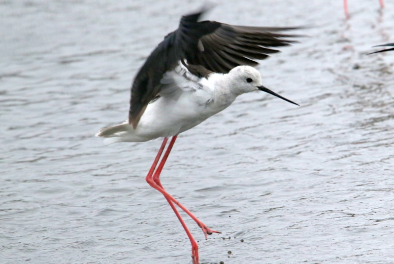 f:id:digibirds:20150405182226j:image f:id:digibirds:20150405182226j:image