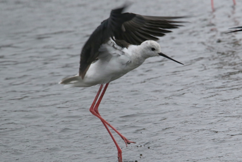 f:id:digibirds:20150405182239j:image f:id:digibirds:20150405182239j:image