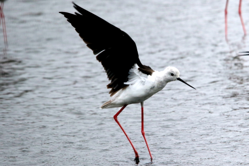 f:id:digibirds:20150405182249j:image f:id:digibirds:20150405182249j:image