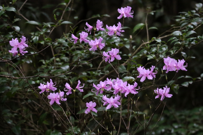 f:id:digibirds:20150406103915j:image f:id:digibirds:20150406103915j:image