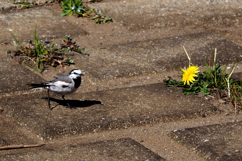 f:id:digibirds:20150408105510j:image