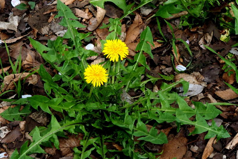 f:id:digibirds:20150408105518j:image