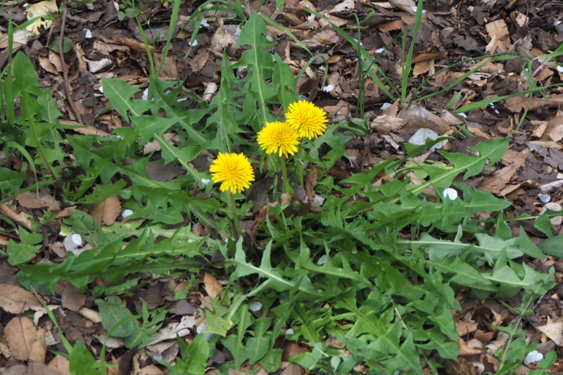 f:id:digibirds:20150408105526j:image