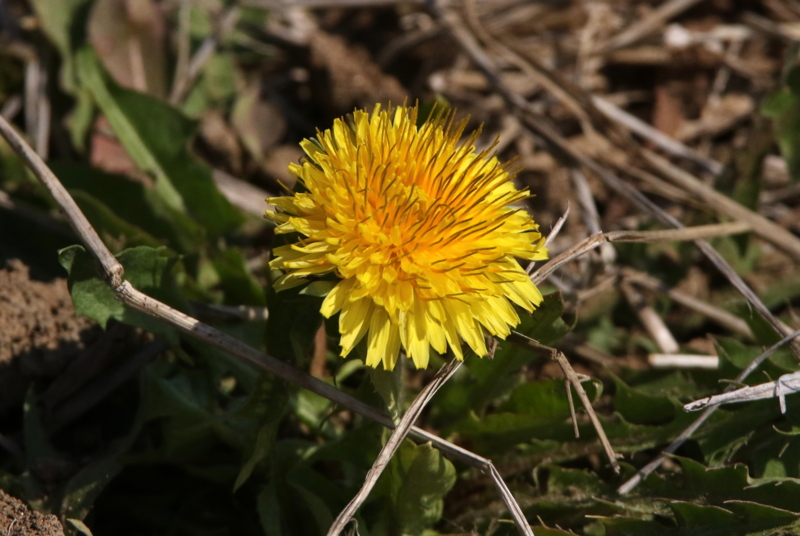 f:id:digibirds:20150408105534j:image