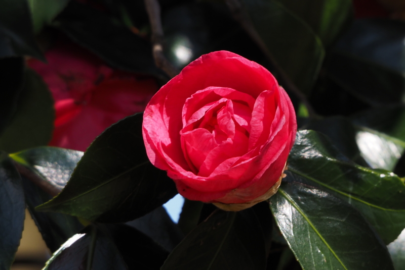 f:id:digibirds:20150409045309j:image f:id:digibirds:20150409045309j:image