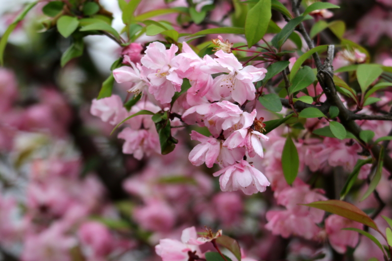 f:id:digibirds:20150415173221j:image f:id:digibirds:20150415173221j:image