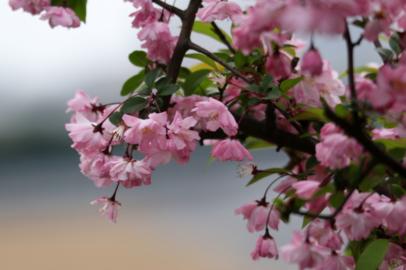 f:id:digibirds:20150415173257j:image f:id:digibirds:20150415173257j:image