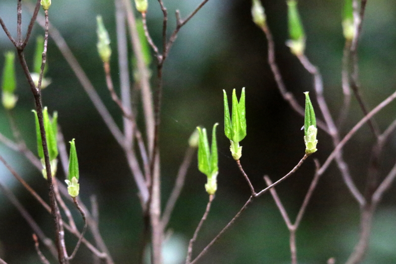 f:id:digibirds:20150416081851j:image f:id:digibirds:20150416081851j:image