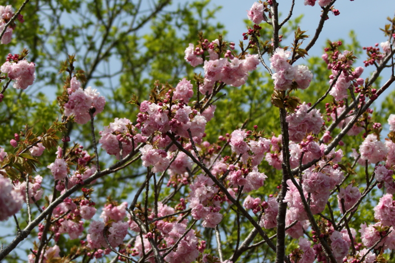 f:id:digibirds:20150419024145j:image
