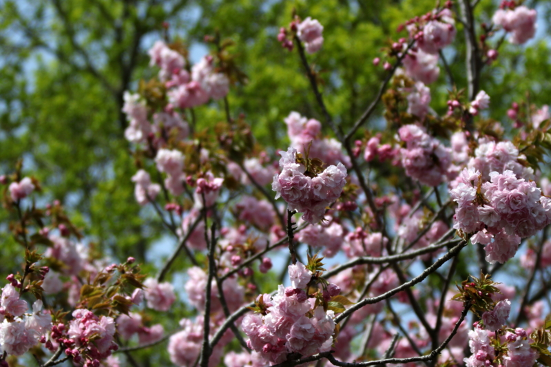 f:id:digibirds:20150419024210j:image