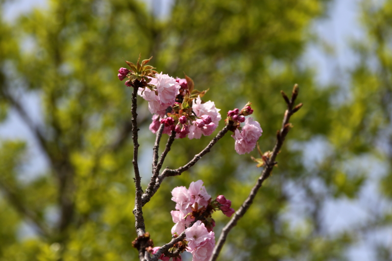 f:id:digibirds:20150419024238j:image