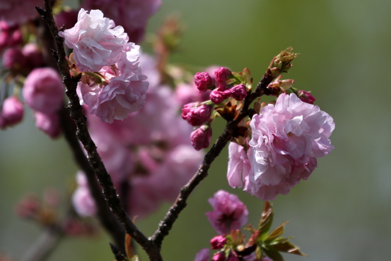 f:id:digibirds:20150419024305j:image