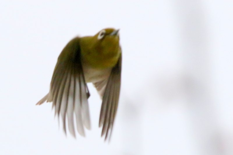 f:id:digibirds:20150419155439j:image
