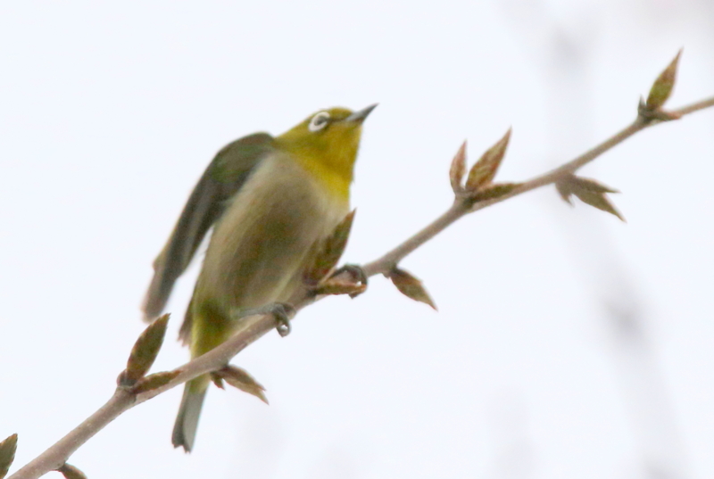 f:id:digibirds:20150419155443j:image