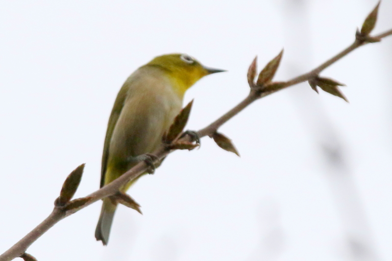 f:id:digibirds:20150419155449j:image