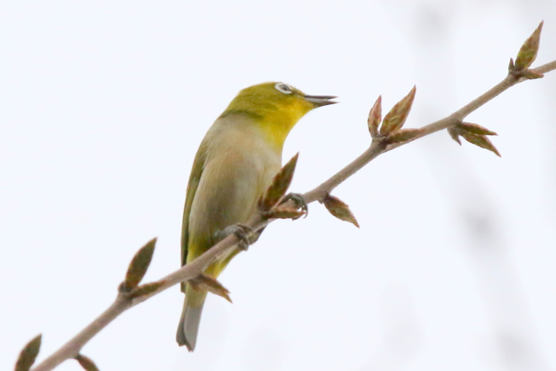 f:id:digibirds:20150419155454j:image