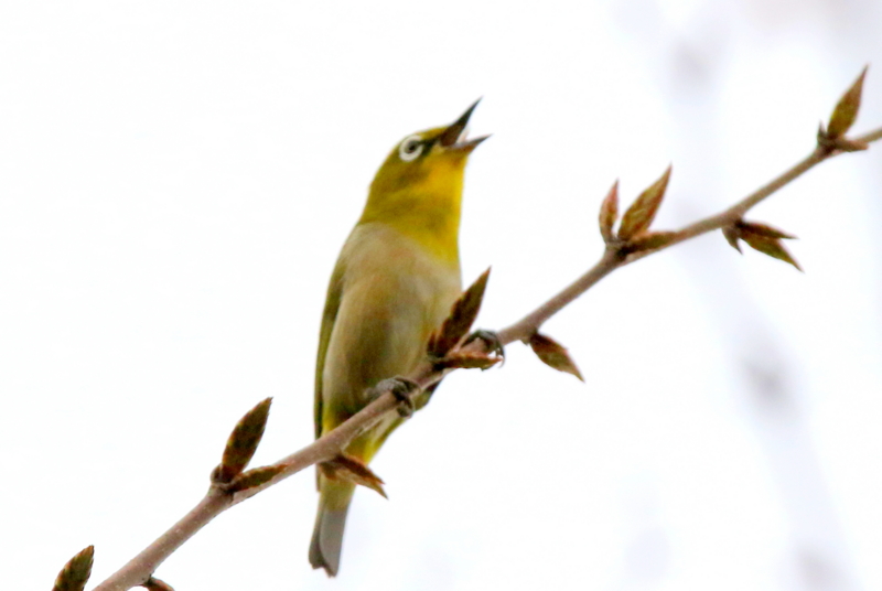 f:id:digibirds:20150419155500j:image