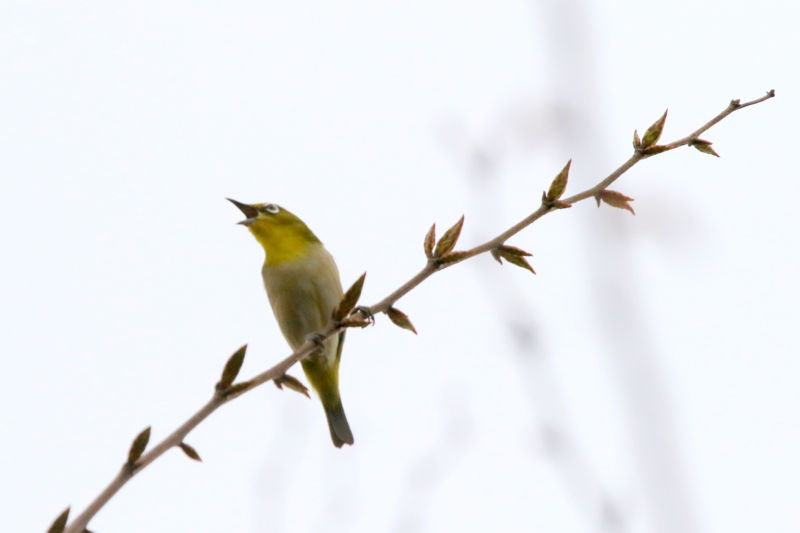 f:id:digibirds:20150420000407j:image