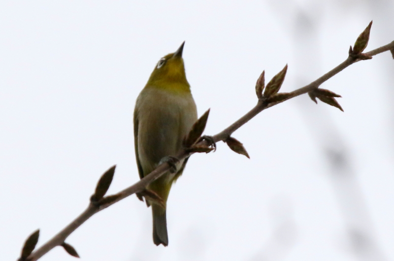 f:id:digibirds:20150420053714j:image