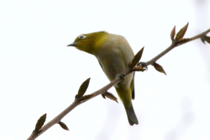 f:id:digibirds:20150420191712j:image