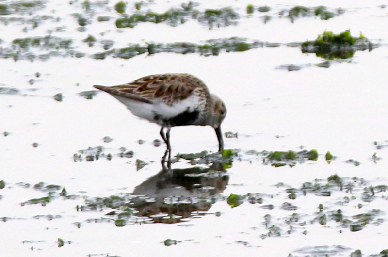 f:id:digibirds:20150421190738j:image f:id:digibirds:20150421190738j:image