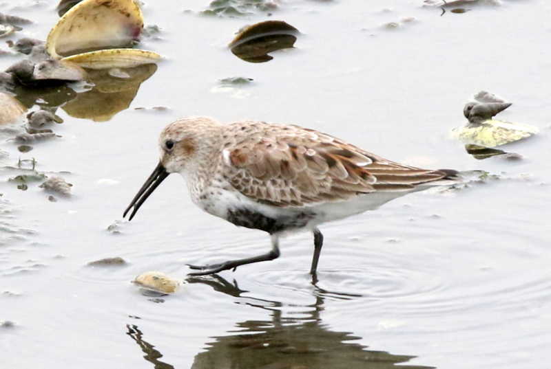 f:id:digibirds:20150421190740j:image f:id:digibirds:20150421190740j:image