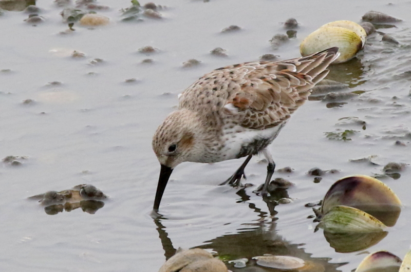 f:id:digibirds:20150421190743j:image f:id:digibirds:20150421190743j:image