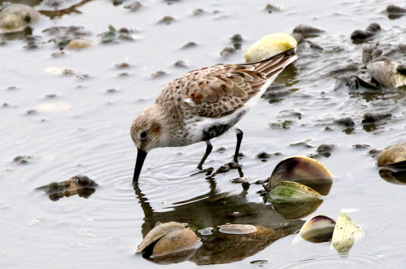 f:id:digibirds:20150421190746j:image f:id:digibirds:20150421190746j:image