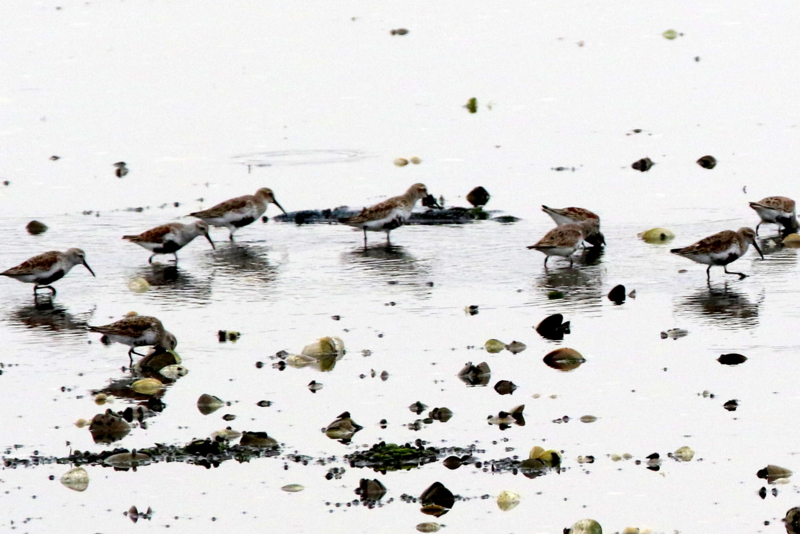f:id:digibirds:20150421190750j:image f:id:digibirds:20150421190750j:image