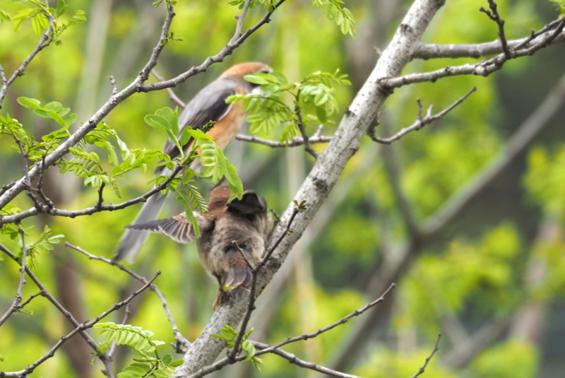 f:id:digibirds:20150422170350j:image